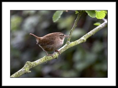 Wren