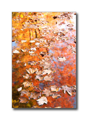 Leaves on WaterNew Boston, NH