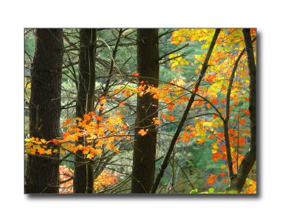 Leaves & TreesHarrisville, NH