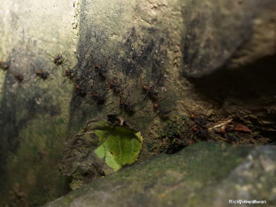CostaRica_030.JPG