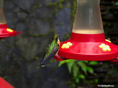 CostaRica_131.JPG