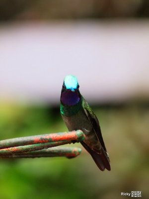 CostaRica_134.JPG