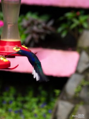 CostaRica_135.JPG