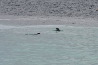 DSC_1306.JPG