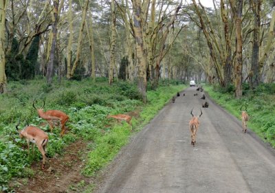 Lake Nakuru National Park
