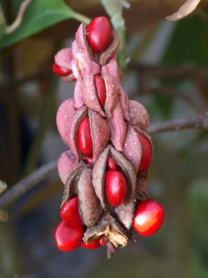 Magnolia seeds