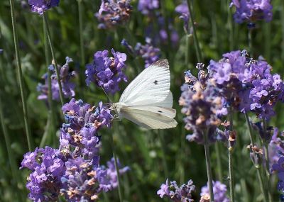 Lavender butterfly