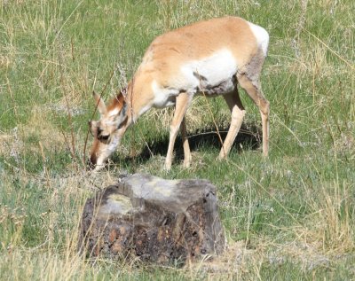 Trip to South Dakota