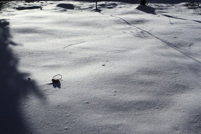 Patterns in the Snow in the front yard