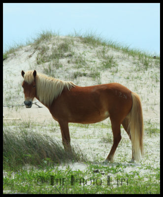 Shackleford Pony-01