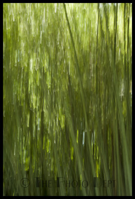 Bamboo-001.jpg
