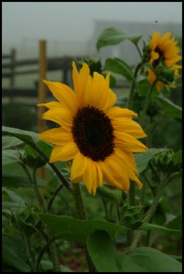 Sunflower w/o the sun