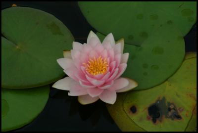 Water Lilly