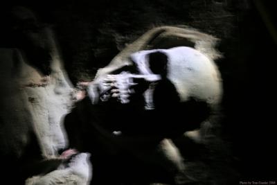 AlexMummy3090.jpg