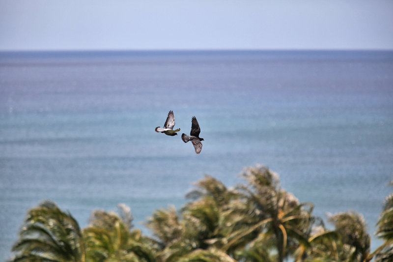 birds.jpg