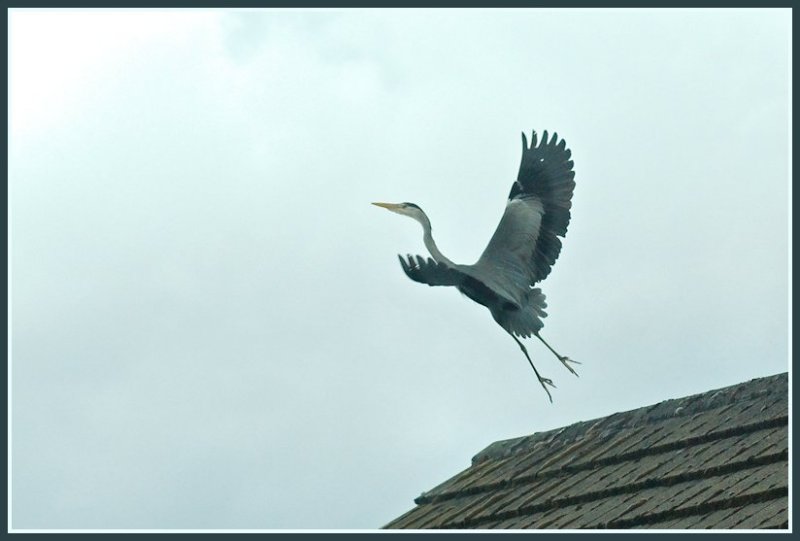 heron1.jpg