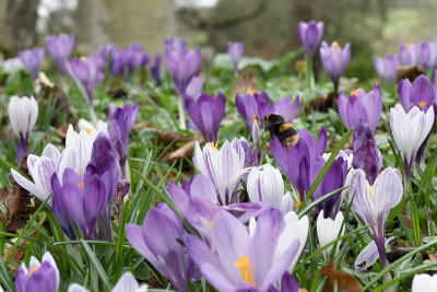 Crocus_2.jpg