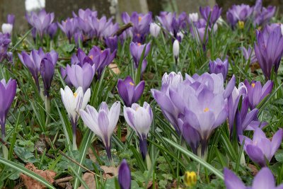 Crocus_3.jpg