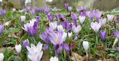Crocus_12.jpg