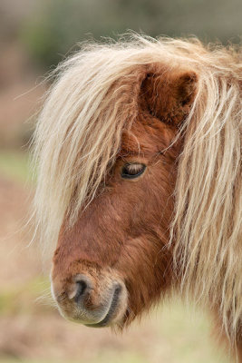Pony4.jpg