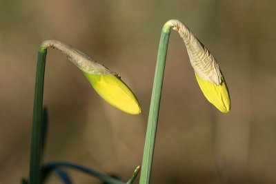 Early daffodils 2