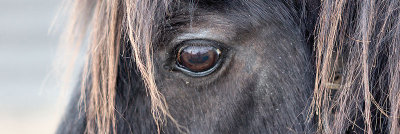 horse eye.jpg