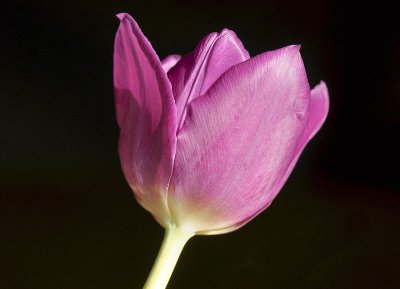 tulip8.jpg