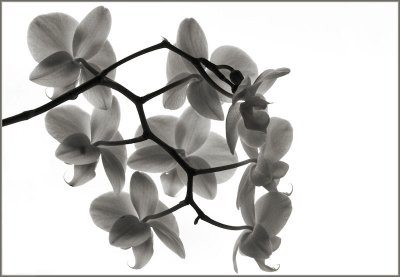 BW orchid pattern