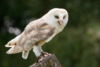 Barn owl_2.jpg