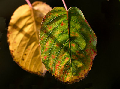 Autumn leaf_2.jpg