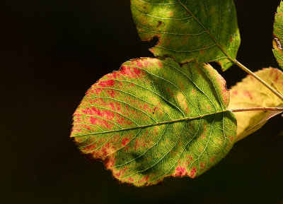 Autumn Leaf_10.jpg