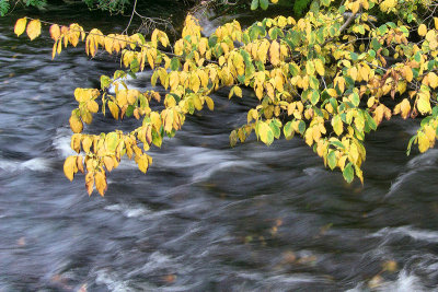 leaves and water_p_3.jpg