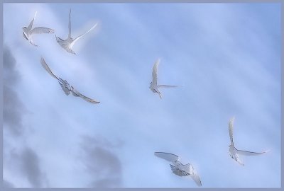 doves_2.jpg