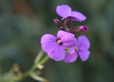 small garden flower