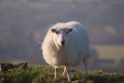 Sourton Winter Sheep