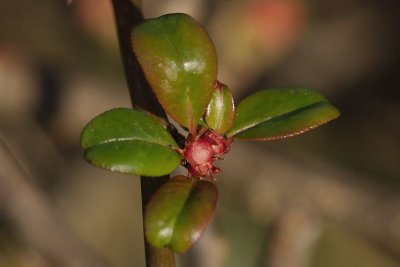 Japonica - Japenese Quince