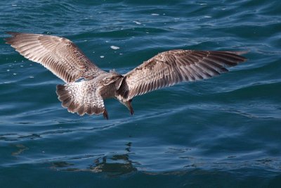Seagull Roscoff_1.jpg
