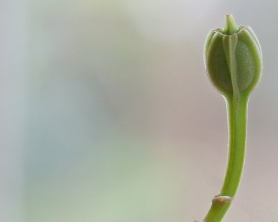 Bud again4.jpg