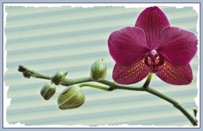 Orchid 1d.jpg