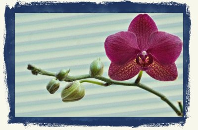 Orchid 1b.jpg