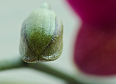 Orchid Bud