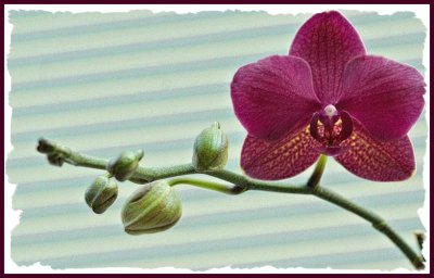Orchid 1c