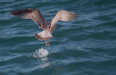 Roscoff - Harbour11.jpg
