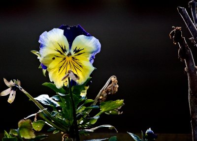 Faded Pansy