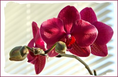 Orchid - three flowers