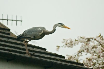 Heron on my neighbours roof