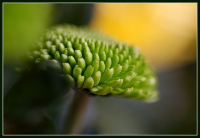 Chrysanthemum1.jpg
