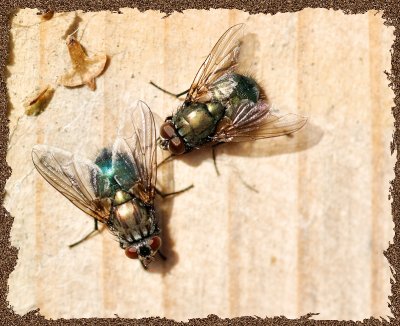Flies in theSunshine