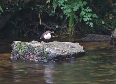 Teign walk_3_dipper.jpg