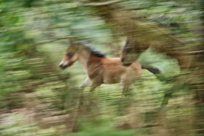Teign Valley Ponies_1.jpg